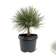 Pinus nigra 'Nana' 20-25 cm 3,0L