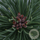 Pinus nigra nigra 40-50 cm 3,0L