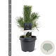 Pinus nigra nigra 40-50 cm 3,0L