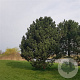 Pinus nigra nigra 40-50 cm 3,0L