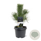 Pinus nigra nigra 40-50 cm 3,0L