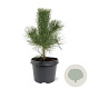 Pinus nigra nigra 40-50 cm 3,0L