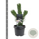 Pinus nigra 'Oregon Green' 20-25 cm 3,0L