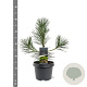Pinus thunbergii 30-40 cm 3,0L