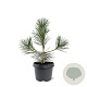 Pinus thunbergii 30-40 cm 3,0L