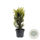 Taxus media 'Hillii' 30-40 cm 3,0L