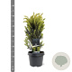Taxus media 'Hillii' 30-40 cm 3,0L