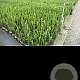 Taxus media 'Hillii' 30-40 cm 3,0L
