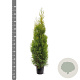 Thuja occidentalis 'King of Brabant' 150-175 cm 10L
