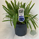 Agapanthus 'Dr Brouwer' 15-20 cm 7,5L