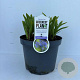 Agapanthus 'Dr Brouwer' 15-20 cm 7,5L
