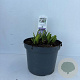 Agapanthus 'Sunfield' 15-20 cm 7,5L