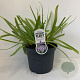 Agapanthus 'Sunfield' 15-20 cm 7,5L