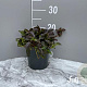 Ajuga reptans 'Atropurpurea' GM 2,0L