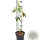 Argyrocytisus battandieri 40-50 cm 3,0L