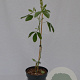 Argyrocytisus battandieri 40-50 cm 3,0L