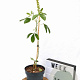 Argyrocytisus battandieri 40-50 cm 3,0L