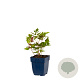 Astilbe c. 'Purpurkerze' GM  P11