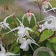 Epimedium gr. 'Bandit' GM P9