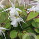 Epimedium gr. 'Bandit' GM P9