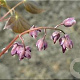 Epimedium gr. 'Rubinkrone' GM P9