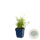 Erigeron karvinskianus GM  P11