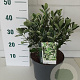 Euonymus jap. 'Kathy' 30-35 cm 5,0L