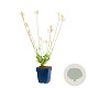Gaura l. 'Whirling Butterflies' GM  P11