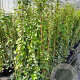 Hedera hibernica 150-175 cm 3,0L met stok