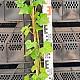 Hedera hibernica 150-175 cm 3,0L met stok