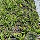 Hemerocallis 'Stella de Oro' GM 2,0L