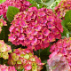 Hydrangea m. Wizard 30-40 cm 5,0L