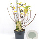 Hydrangea pan. 'Limelight' 40-50 cm 5,0L