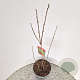 Koelreuteria paniculata 80-100 cm 10L