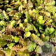 Leptinella dioica GM P9