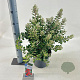 Metrosideros kerm. 'Sunninghill' 50-60 cm 5,0L