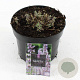 Nepeta faassenii 'Six Hills Giant' GM 2,0L