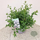 Osmanthus burkwoodii 35-40 cm 7,5L