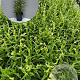 Penstemon 'White Bedder' GM 2,0L