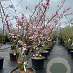 Prunus 'Accolade' 175-200 cm 40L meerstammig
