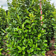 Prunus l. 'Novita' 200-225 cm draadkluit extra