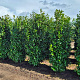 Prunus l. 'Novita' 200-225 cm draadkluit extra