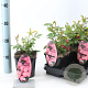 Rosa (H) Pink Blanket 10-15 cm C1.5