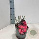 Rosa (H) Pink Blanket 10-15 cm C1.5