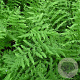 Thelypteris palustris GM P9
