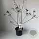 Viburnum burkwoodii 30-40 cm 3,5L