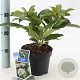 Viburnum davidii 20-25 cm 2,0L