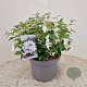 Viburnum plic. 'Watanabe' 30 cm 7,5L