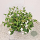 Viburnum plic. 'Watanabe' 30 cm 7,5L