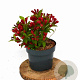 Weigela All Summer Red 25-30 cm 3,0L